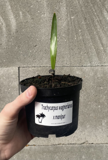 Trachycarpus  wagnerianus x manipur, semenáček 