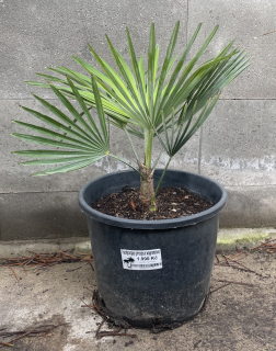 Trachycarpus  wagnerianus x princeps, cca 35 cm