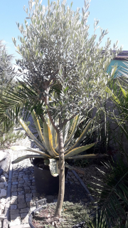 Olivovník, výška cca 180 cm, zapěstovaná koruna, obvod kmene 15cm