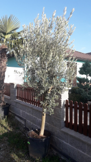 Olivovník, výška cca 200/230 cm, zapěstovaná koruna.