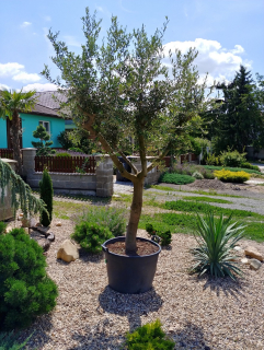 Olivovník, výška cca 250 cm, zapěstovaná koruna