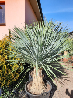 Yucca rostrata, výška 130cm