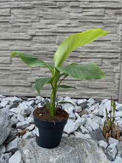 Musa Basjoo cca 35-45+ cm