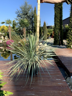 Yucca rostrata, výška 50/60cm